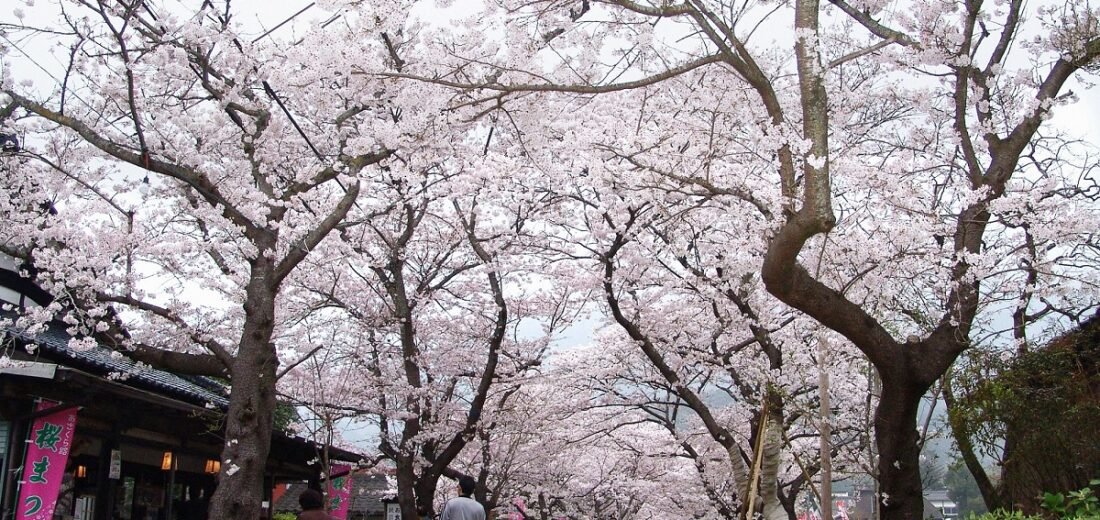 🏯 아키즈키 성터(아키즈키조세키) 이미지 10